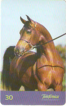 SP-0199M - Árabe é Elegância